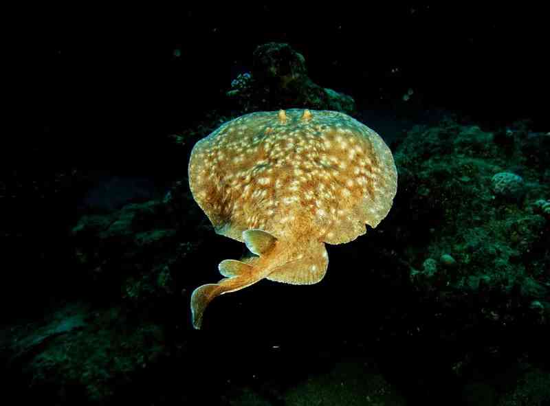 electric ray - fish electric ray - fish with detailed facts including diet, lifespan, weight and habitat information